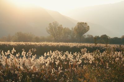 Plants growing on field against sky