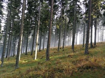 Pine trees in forest