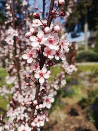 Close-up of cherry blossoms in spring