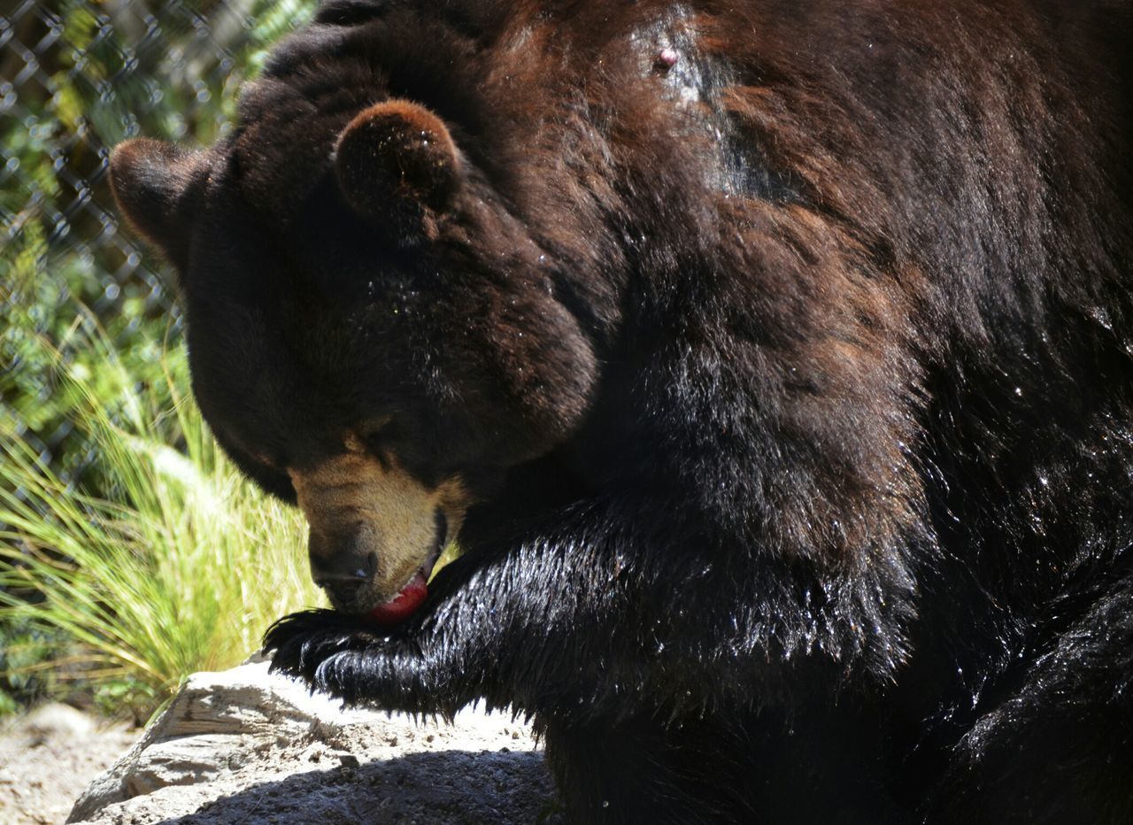 Bear on field at palm beach zoo