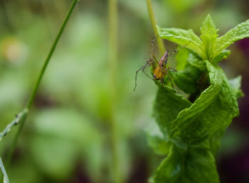 Close-up of insect on leaf