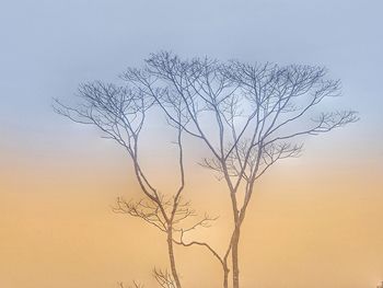 Bare tree against sky during sunset