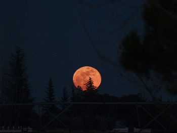 Low angle view of moon and trees against sky at night