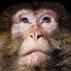 Close up of monkeys face 