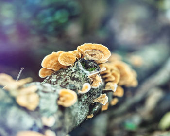 Close-up of mushrooms on tree trunk