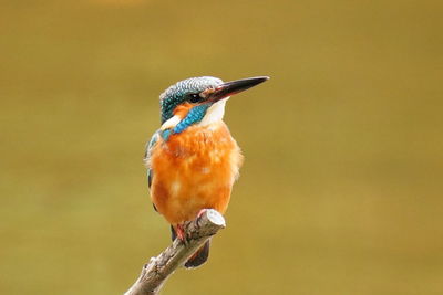 Close-up of bird perching on branch