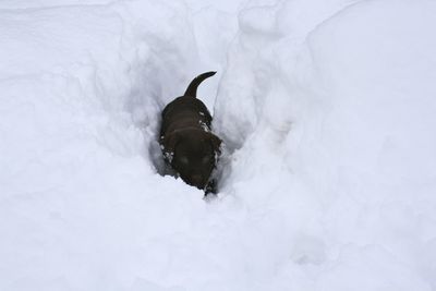 Funny small dog through a thick layer of snow