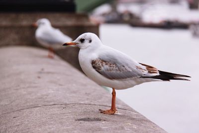 Close-up of seagull perching on wood