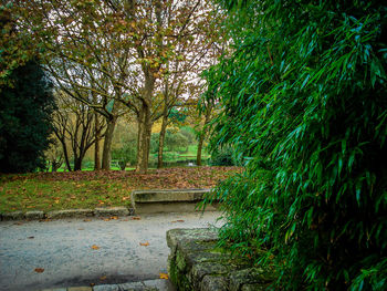 Footpath amidst trees in forest