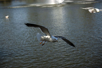 Seagulls in blessington park in dublin 