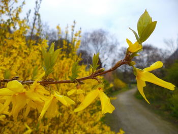 Close-up of yellow flowering plant