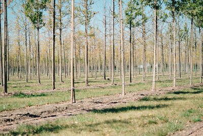 View of trees in forest