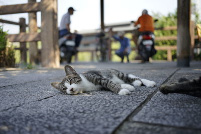 Cat lying on road
