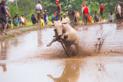 Group of people running in water