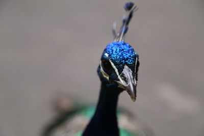 Close-up of peacock