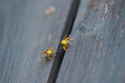 High angle view of insect on wall