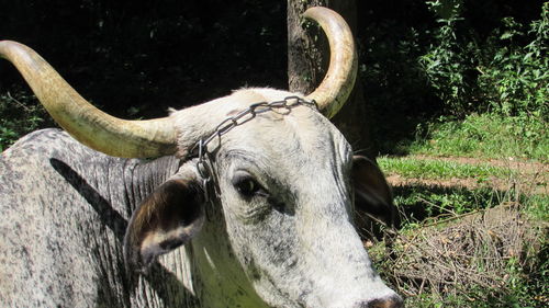 Close-up of a horse on field