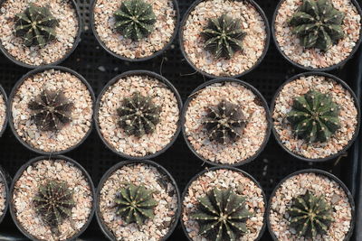 Full frame shot of succulent plants