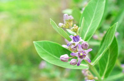 Close-up of purple flowering plant