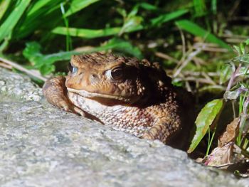 Close-up of frog on rock