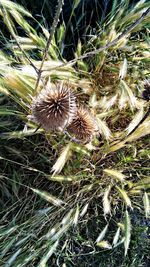 High angle view of dried plant on field