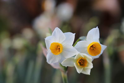 Close-up of white flowering plant