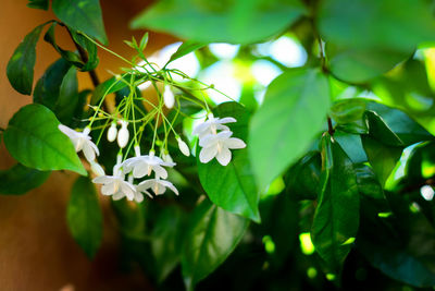 Close-up of white flowering plant