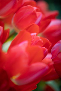 Close-up of red tulip