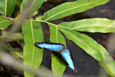 Close-up of butterfly on plant