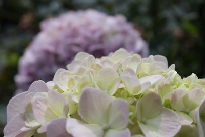 Close-up of fresh flowers blooming outdoors