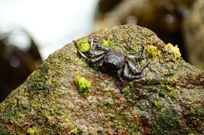 Close-up of lizard on rock