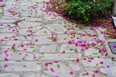 Close-up of pink flowers