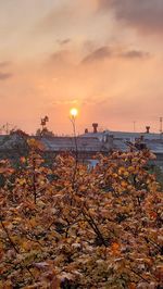 Plants growing on land against sky during sunset