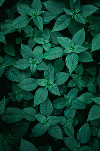 Full frame shot of green leaves