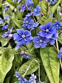 Close-up of purple flowers blooming outdoors