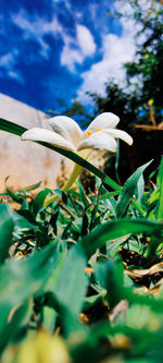 Close-up of white flowering plant