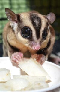 Close-up portrait of a dog