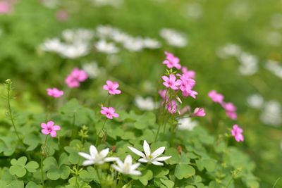 Close-up of flowers blooming on field