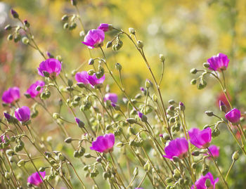 Close-up of pink flowers