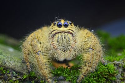 Close-up of spider