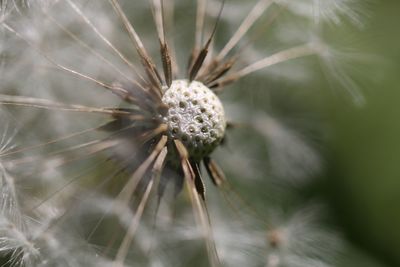 Close-up of dandelion against blurred background