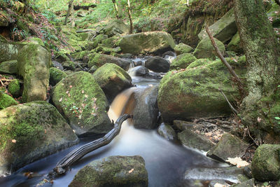 Close-up of waterfall along trees