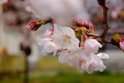 Close-up of pink cherry blossom