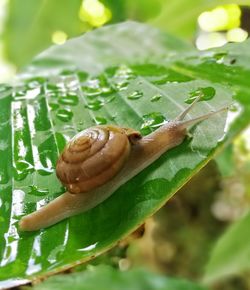 Close-up of snail on leaves