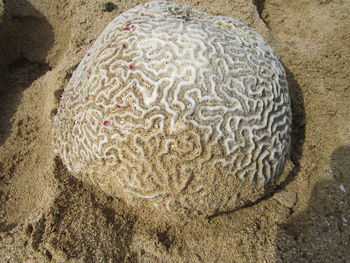 Close-up of crab on sand