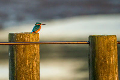Close-up of bird perching on wooden post