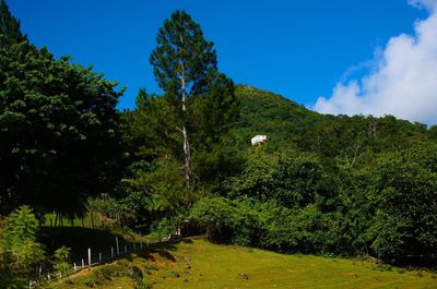 Scenic view of landscape against clear sky