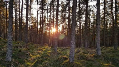 Sun shining through trees in forest