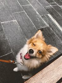 High angle view of dog by wall