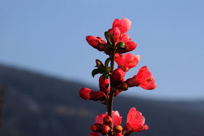 Close-up of red flowers